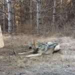 Diesem Jäger Ist Ein Wolf In Die Falle Gegangen: Dann Passiert Das!