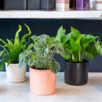 Unpretentious five: top 5 indoor plants those are easy to care for