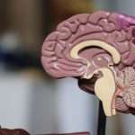 6 Least-Known Facts About the Human Brain