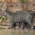 The confrontation between a jaguar and an anaconda was filmed in Brazil