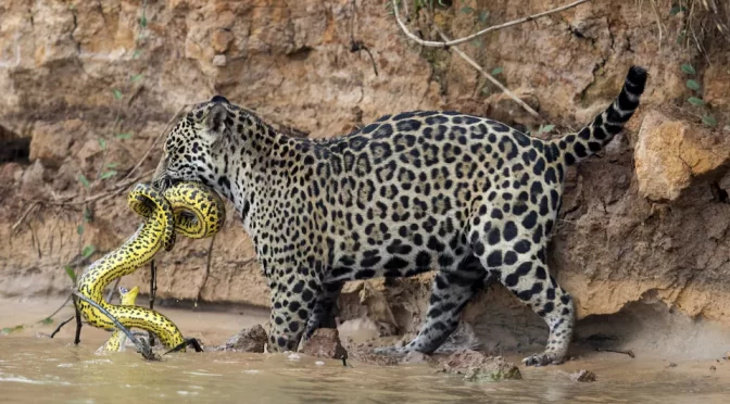 The confrontation between a jaguar and an anaconda was filmed in Brazil